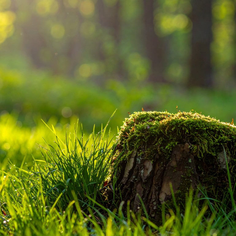 click here to play Episode 129, we are the grass.